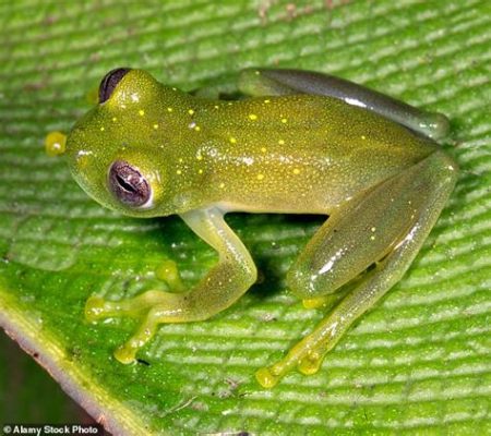  Glass Frog: Những Con Ếch Thuỷ Tinh Bất Thường Có Năng Lực Ngụy Trang Cấp Cao!