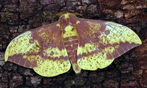  Imperial Moth! A Tiny Wanderer With Wings That Resemble Elegant Velvet