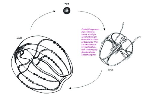  Mnemiopsis! A Gelatinous Enigma: Exploring the Life Cycle and Predatory Nature of This Comb Jelly