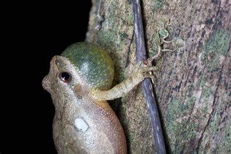  Poor, Adorable Pixie Frog: Can This Tiny Amphibian Conquer Your Heart?