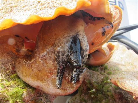  Question Mark Queen Conch: An Undulating Enigma Living on a Rocky Throne!