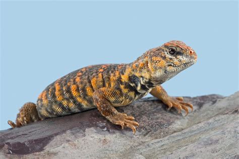  Uromastix - Loài Thằn Lằn Phiêu Lưu Đã Biết Cách Bơi Cực Nhanh!