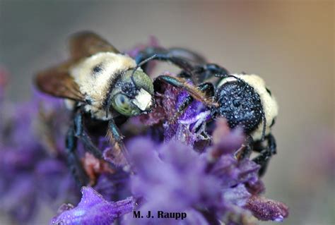  Xylocopa! Những Kẻ Thợ Mộc Khéo Léo Và Cực kỳ Sẵn Sàng Bên Trước Chiếc Ô Tự Nhiên Của Mình