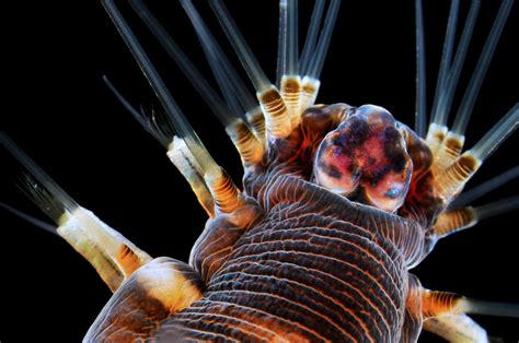  Chilodonella: A Tiny Tornado of the Microscopic World! 