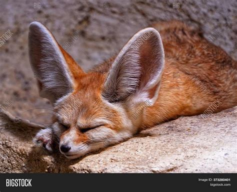  Fennec Fox! This Tiny Desert Dweller Possesses Strikingly Large Ears for Optimal Heat Dissipation