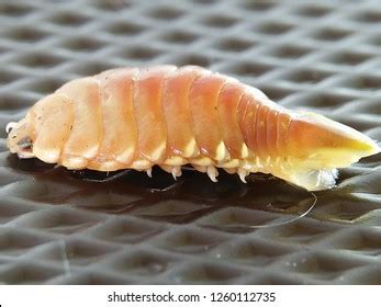  Isopod: Những Kẻ Sinh Trùng Hút Máu Và Chuyên Gia Phân Giải!