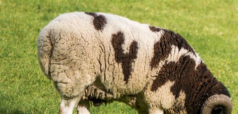  Jacob Sheep! A Remarkable Animal Exhibiting Exceptional Fleece Quality and Engaging Social Behaviors