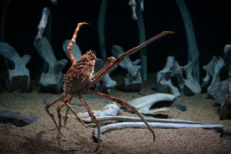  Japanese Spider Crab: A Deep-Sea Dweller Sporting Eight Legs Longer Than Your Arm!