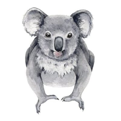  Koala! Những Biểu Tượng Úc Dễ Thương Cũng Có Bản Năng Đáng Sợ?