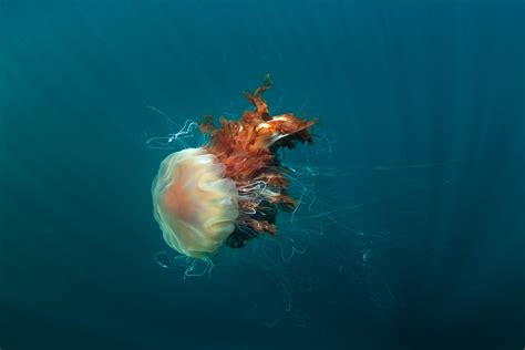  Lions Mane Jellyfish: A Gelatinous Enigma With Tentacles Longer Than a School Bus!