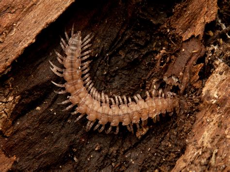  Log Millipede: Discover a Miniature Ecosystem Roaming Your Garden!