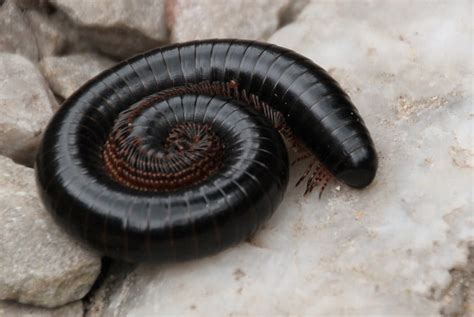  Millipede: Con vật đa chân với lớp giáp cứng mang đến sự kinh ngạc về vẻ đẹp tự nhiên!