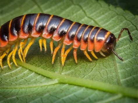  Millipede: The Unassuming Champion of Soil Aeration