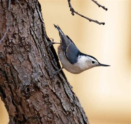  Nuthatch - A Tiny Dynamo With An Unquenchable Thirst For Insects!