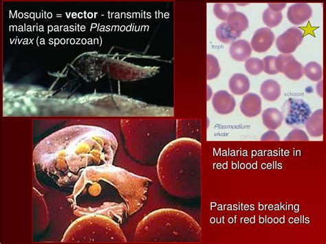  Q Fever! An Introduction to this Curious Sporozoan Parasite Affecting Humans and Animals