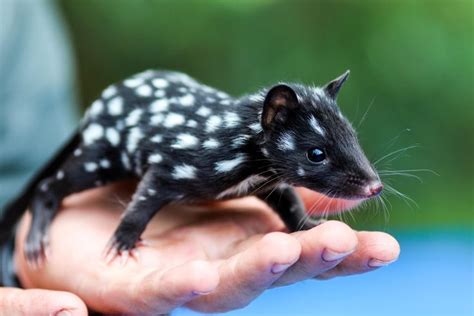  Quoll! A Nocturnal Marsupial Prowling the Australian Bush with Uncanny Agility