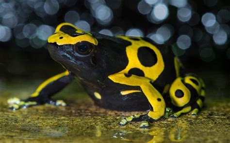  Yellow-banded Poison Dart Frog -  The Tiny Amphibian That Packs a Punch Despite Its Vibrant Coloration!